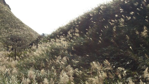 拥抱台北阳明山之秋 秋芒古道风萧萧