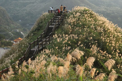 拥抱台北阳明山之秋 秋芒古道风萧萧